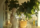 Вилла в Calpe / Calp, manzanera, продажа