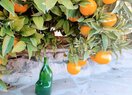 Вилла в Calpe / Calp, продажа