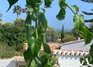 усадьба в Jávea, TOSALET, продажа