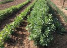 Дом в деревне в La Nucía, продажа